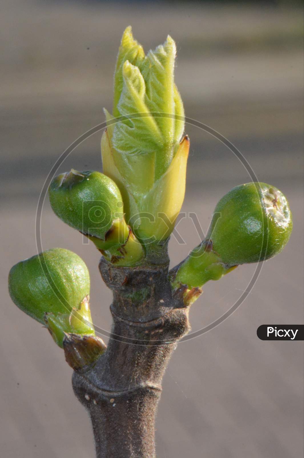 beautiful Figs Plant Nature Macro Spring