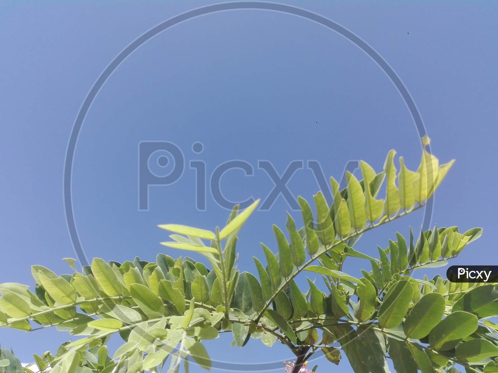 beautiful green leaf background with hard light