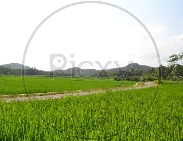 Beautiful Landscape Rice Field With The Path With Mountains And Bright Sky Background