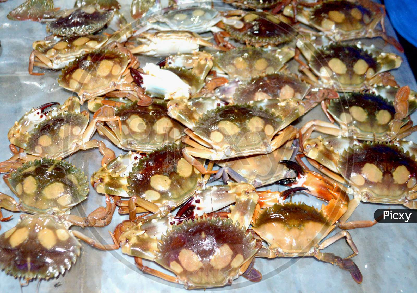 Traditional Fresh Seafood Fish Photographed In Fish Market