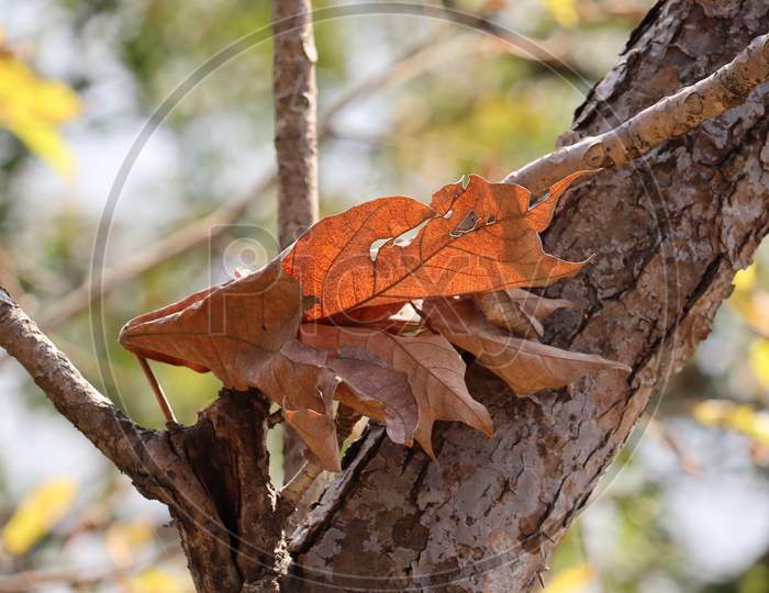 Dry leafs stuck on the tree, stock image