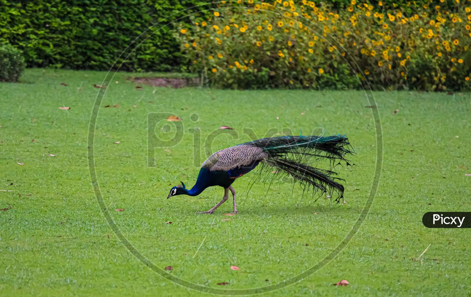 peacock in the grass