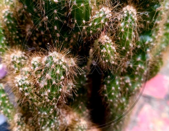 Cactus Plant Of Miniature In A Pot With Small Spines And Thorns In It