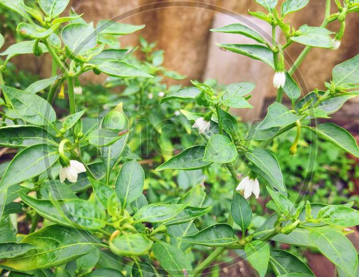 Green chilli capsicum plant with little flowers and leaves