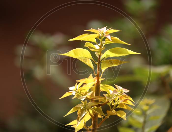 holy fig tree or  peepul tree, Assam, stock image
