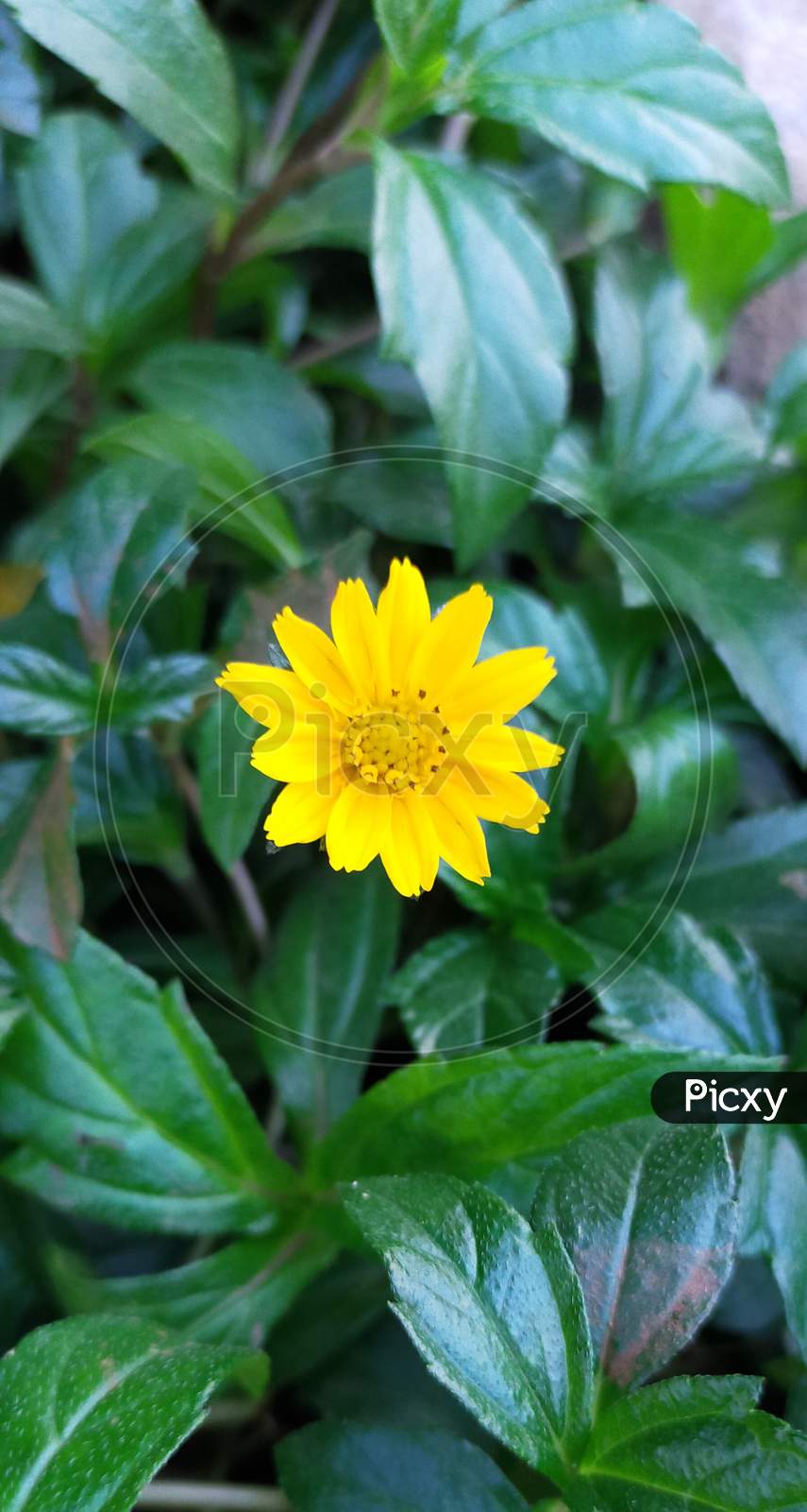 Yellow flower with green leaves