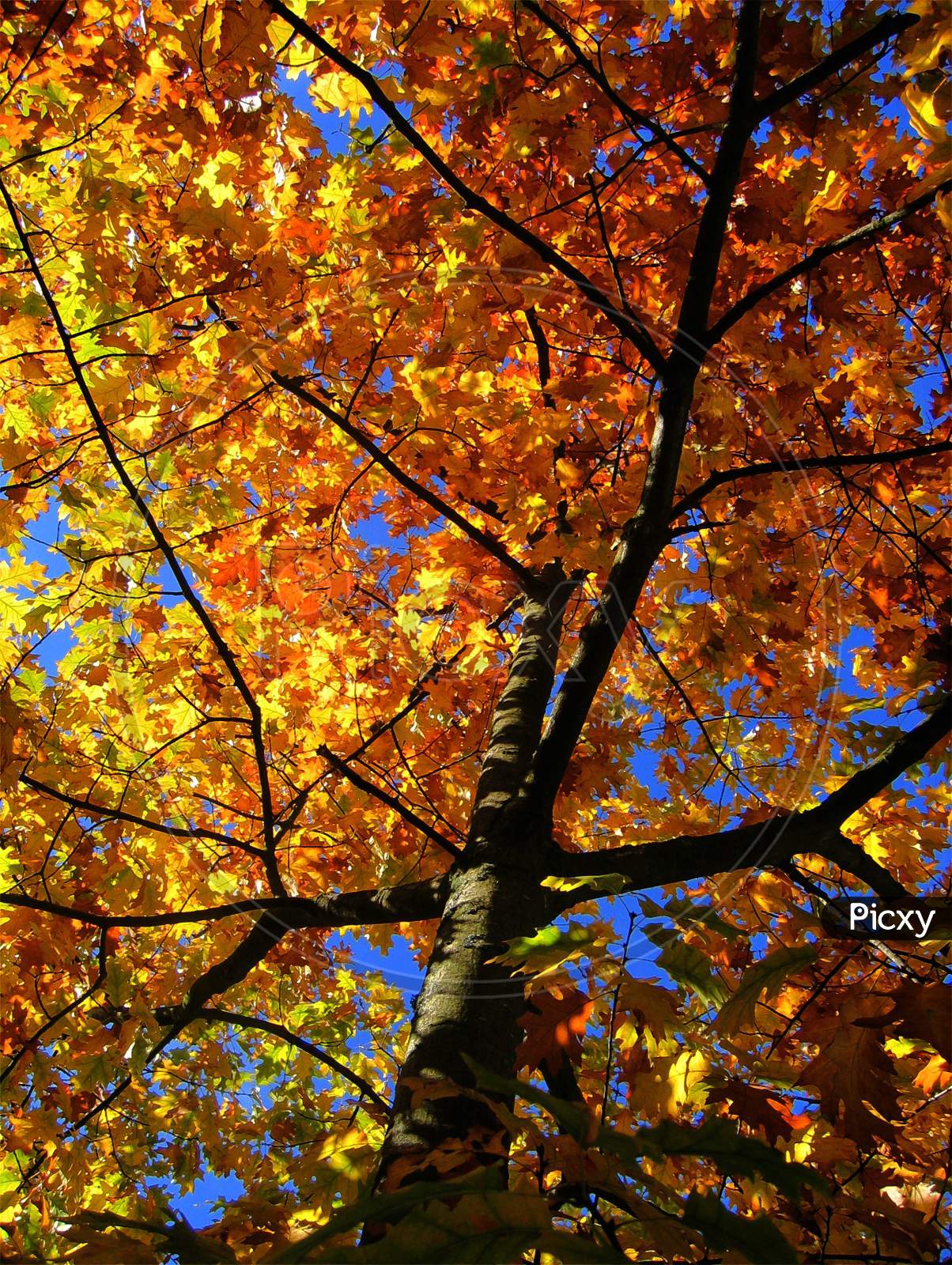 Beautiful Maple Tree Autumn Maple Leaves Golden Autumn