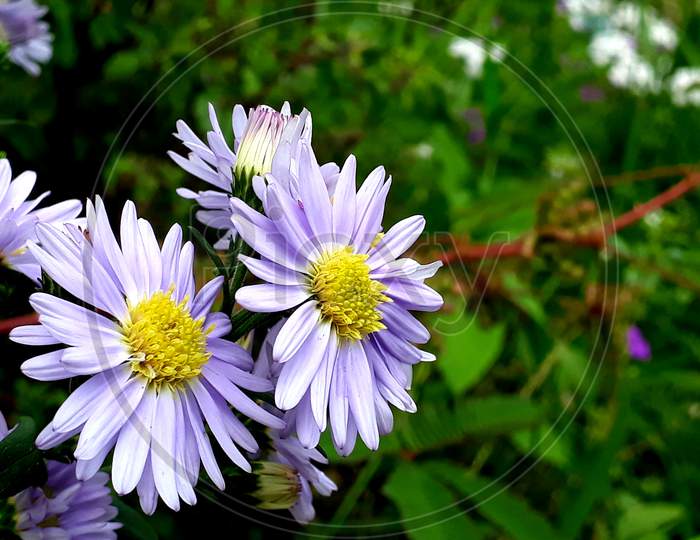 Aster flowers plant and green background