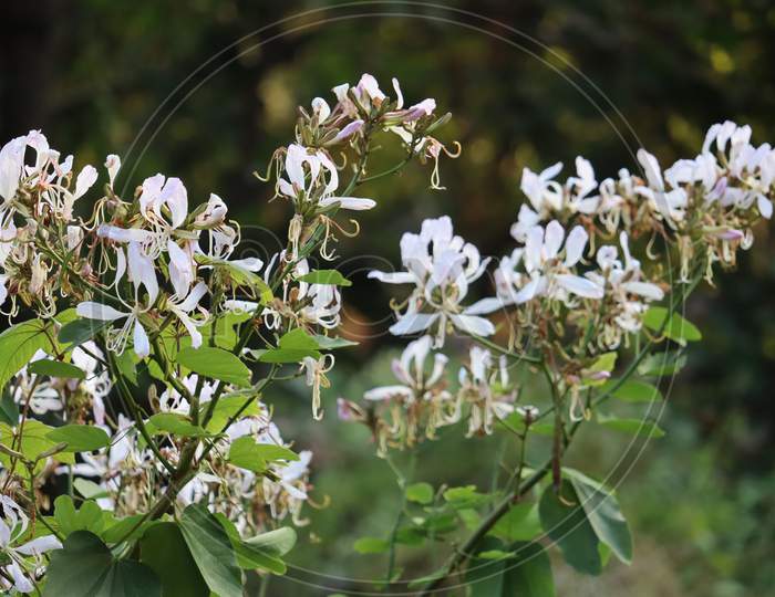 Flower of Assam, stock image,