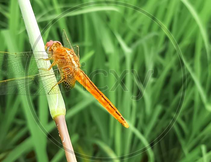 Red dragonfly insect