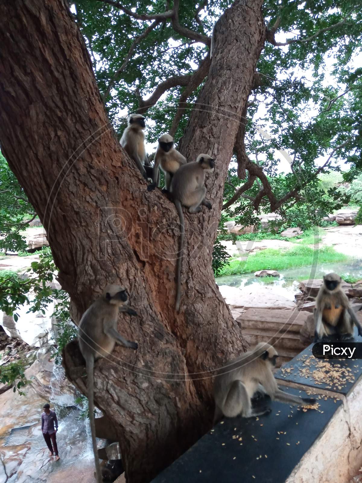 Monkey Sit In The Tree In Temple