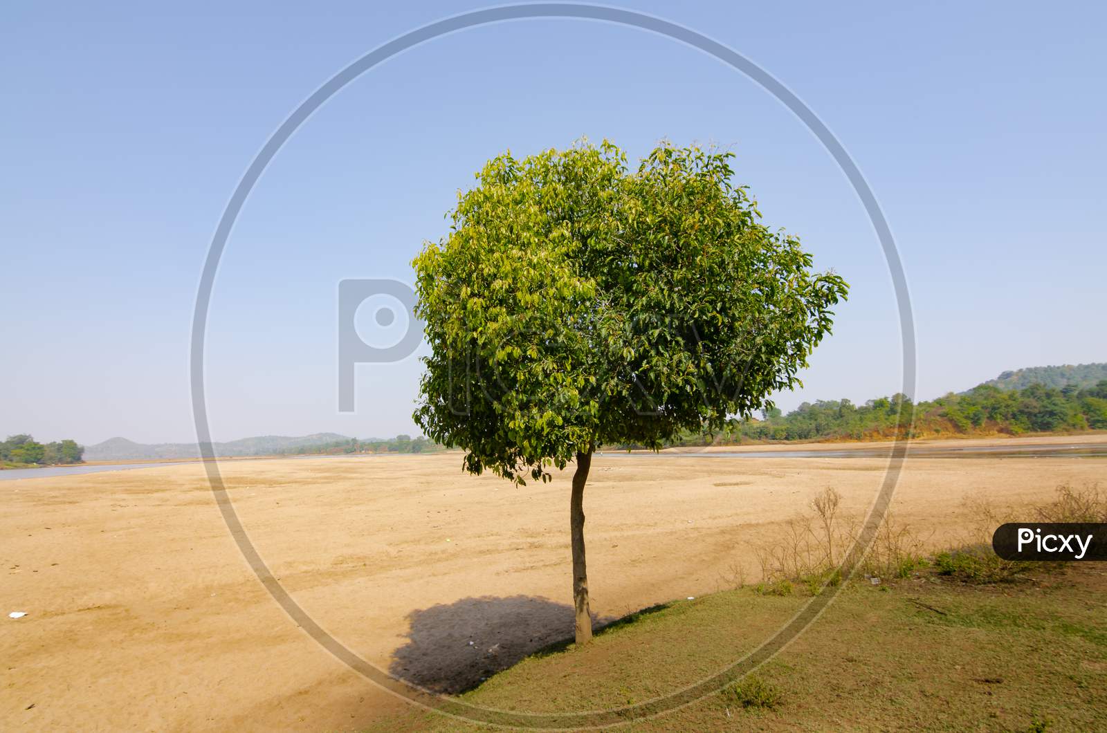 Lonely tree in Indian Summer