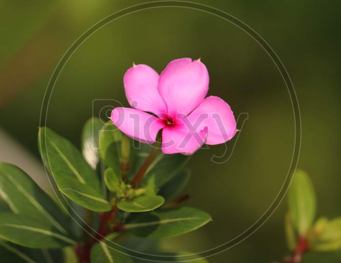 Beautiful Indian Nayantora flower , Stock Image