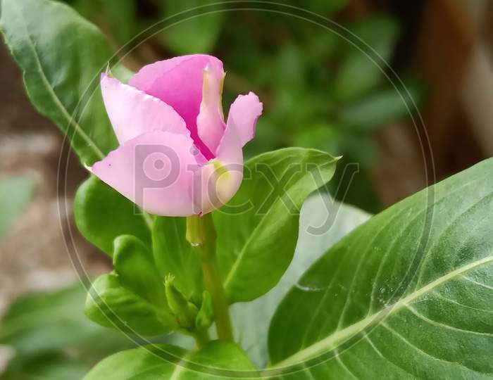 Periwinkle flower