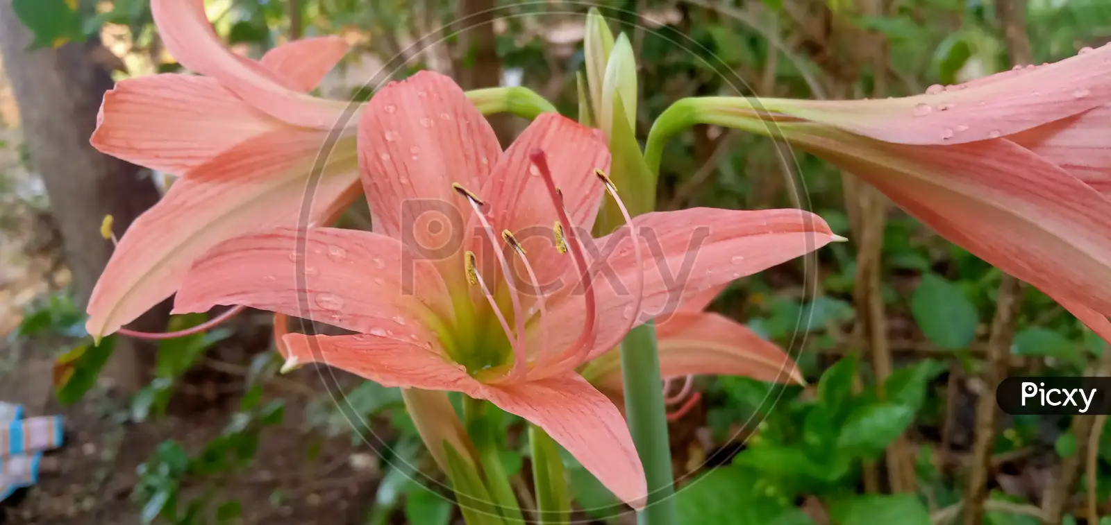 Image of Lily family-KL564484-Picxy