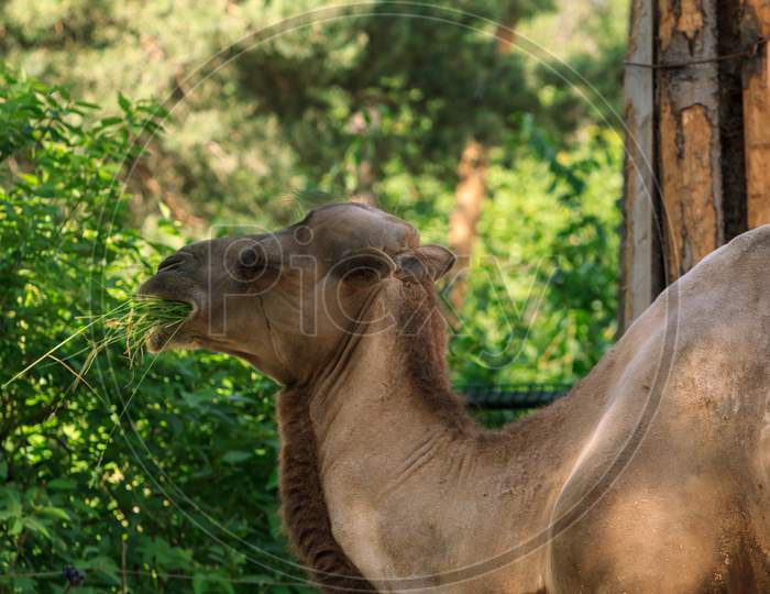 Zoo Humpback Camel Eating Grass
