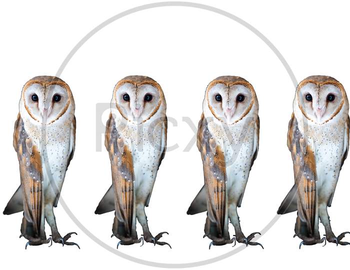 Group Of Common Barn Owl Close Up On Dark White Background.