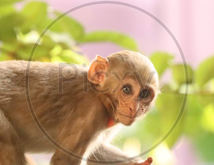 Indian baby monkey, stock image