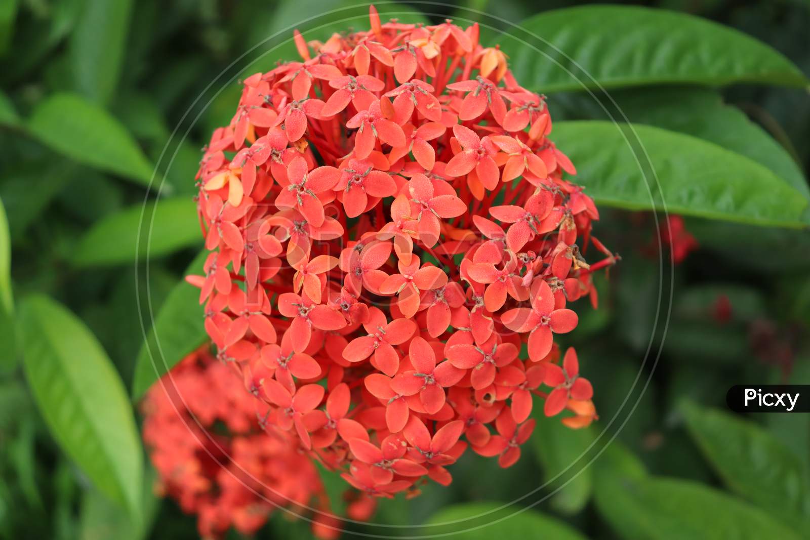 Red Spike flowers, Stock Image