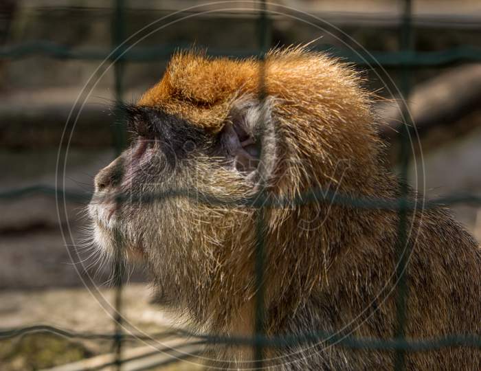Brown Monkey Primate Sitting In Cage