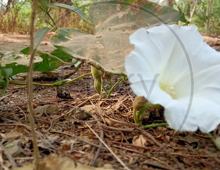 Calystegia flower