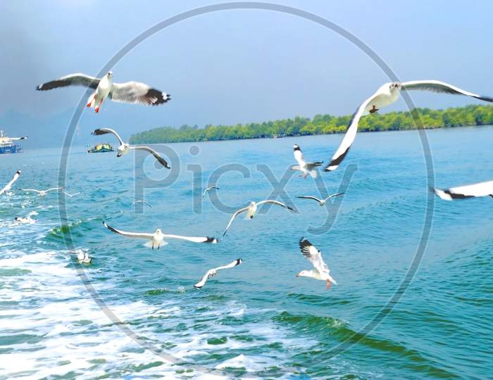 Flying Seagulls Over The Surf On The Coast Of Nice