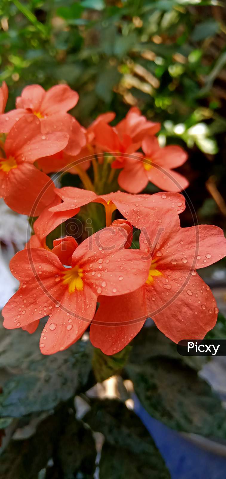 Image of Indian flowers-KZ866949-Picxy