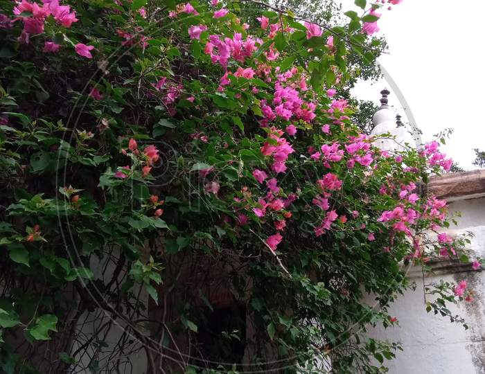 Pink Flower In Green Branch