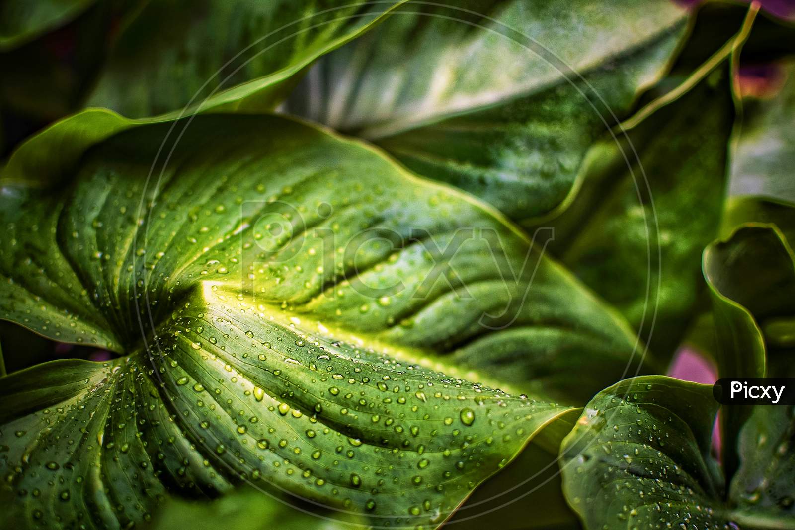 Water drops on Homalomena green leaves