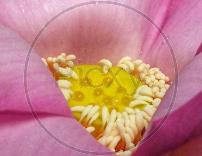 Closeup beautiful Lotus flower