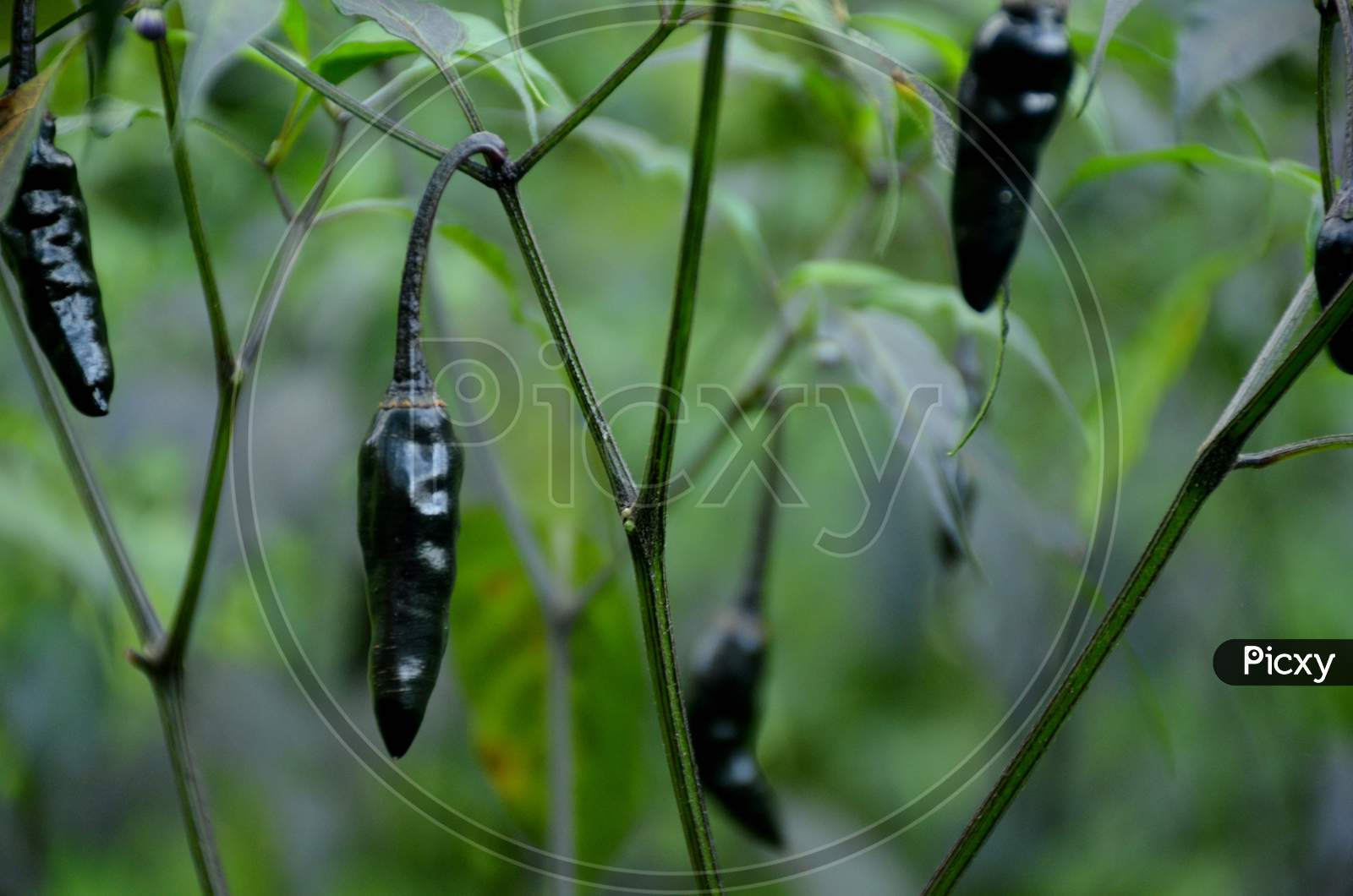 The Black Ripe Chilly With Leaves And Plant In The Garden.