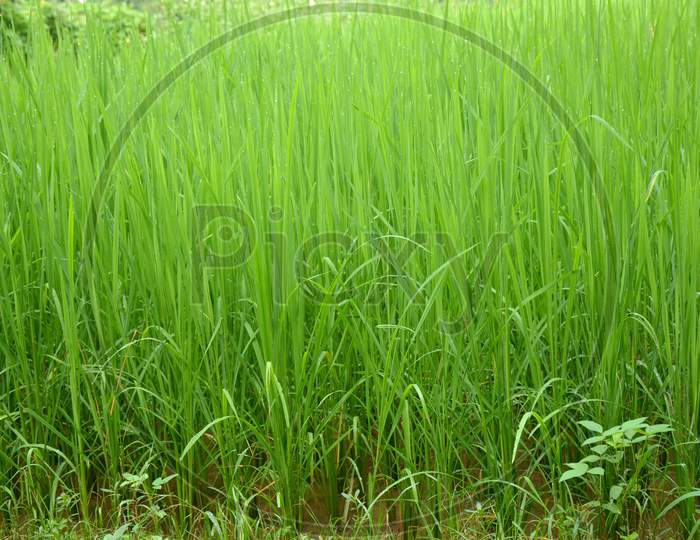The Green Paddy Plant Seedlings In The Water Field