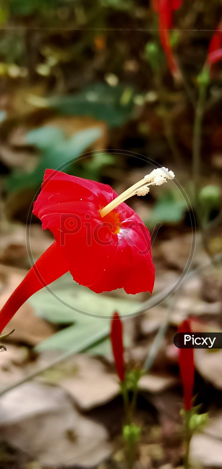 Scarlet Morning Glory, Morning Glory, Hummingbird Plant)  Convolvulaceae