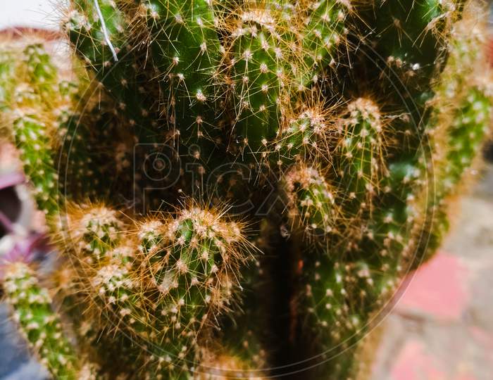 Cactus Plant Of Miniature In A Pot With Small Spines And Thorns In It