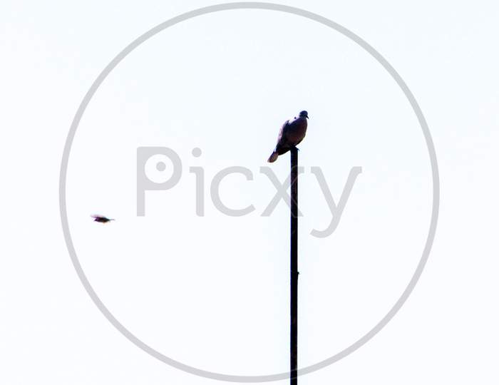 Common Pigeon Bird