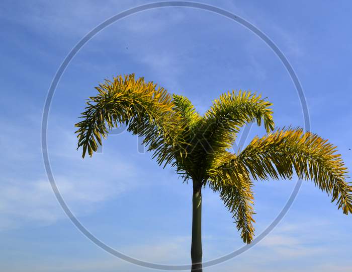 Low Angle View Of Palm Tree With Stalks And Leaves Against A Cloudy Blue Sky
