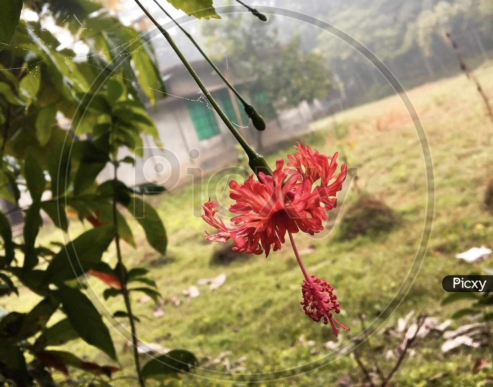 A Red Flower Is Hanging On A Branch