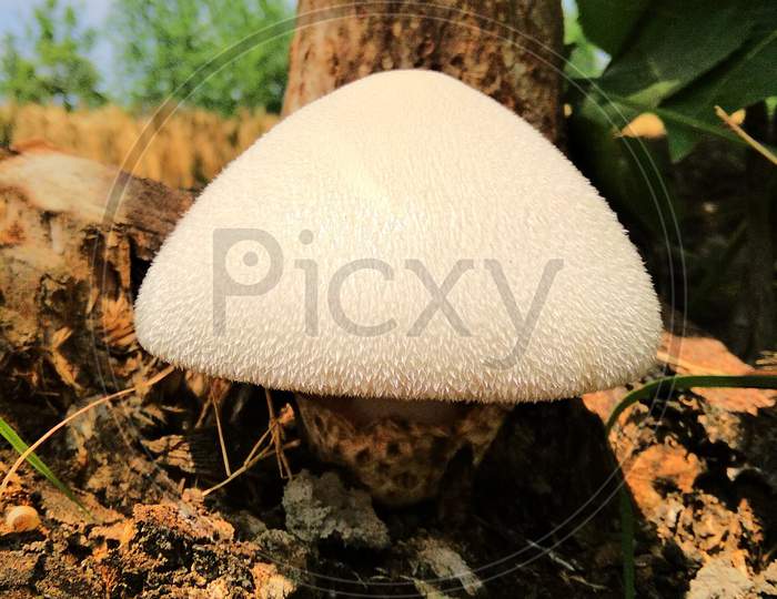 A mushroom or toadstool is the fleshy, spore-bearing fruiting body of a fungus