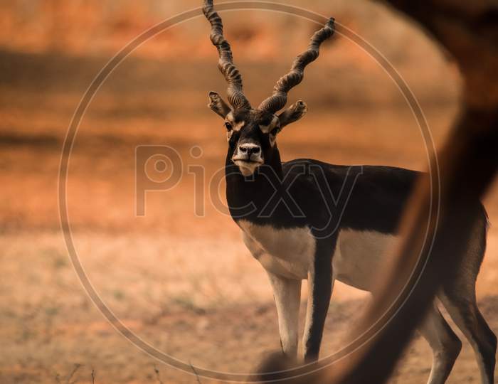 The black buck deer