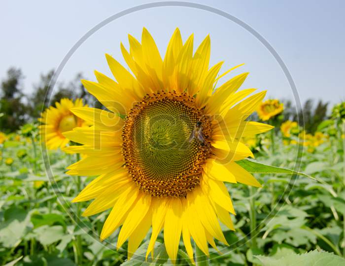 Blooming sunflower on the field.