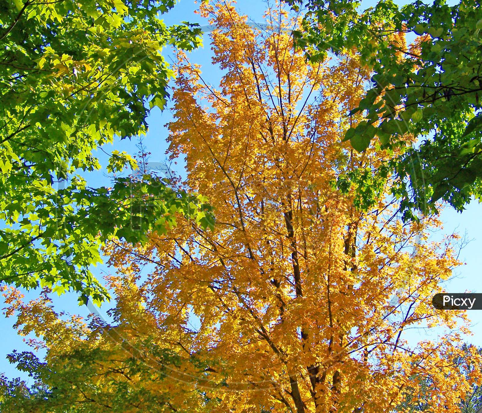 A beautiful Autumn Fall Maple Tree Leaves Yellow Green