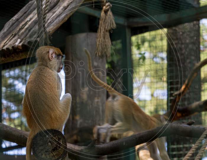 Brown Monkey Primate Sitting On Tree