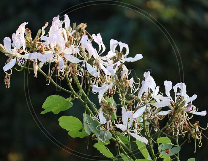 Flower of Assam, stock image,