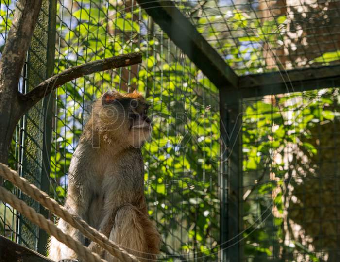 Brown Monkey Primate Sitting In Cage