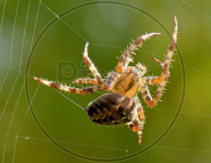A Spin Web Nature Bug Animal Macro Legs