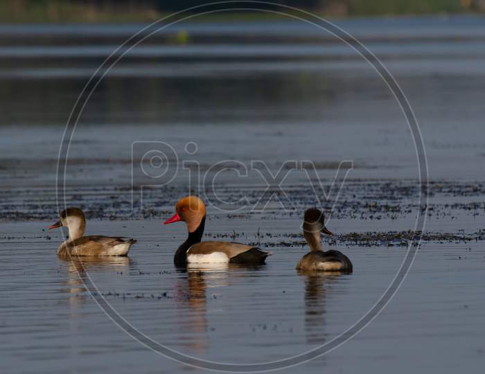 Red crested pochard in a lake in India
