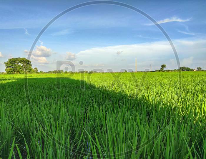 Beautiful rice field landscape
