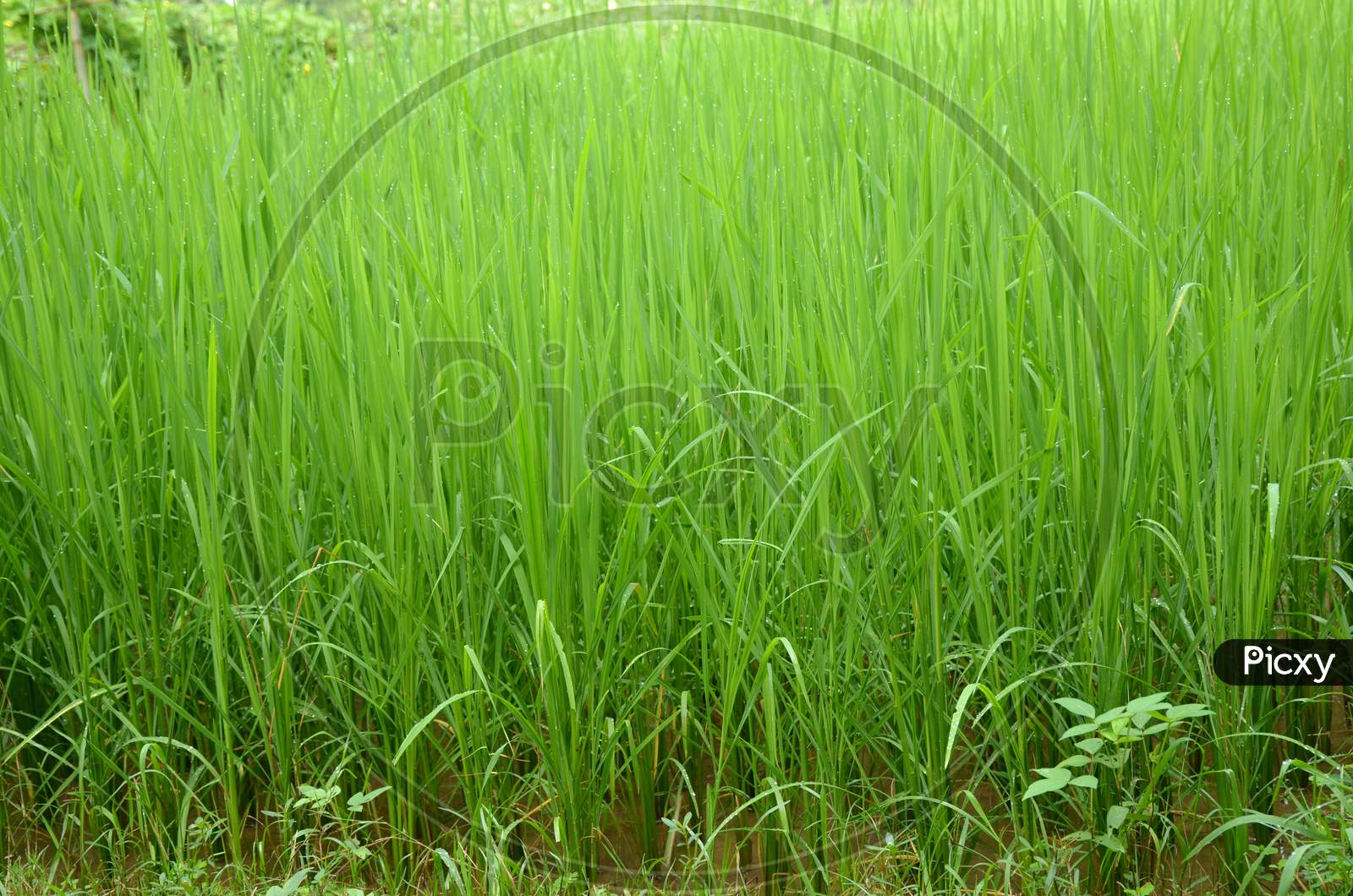 The Green Paddy Plant Seedlings In The Water Field