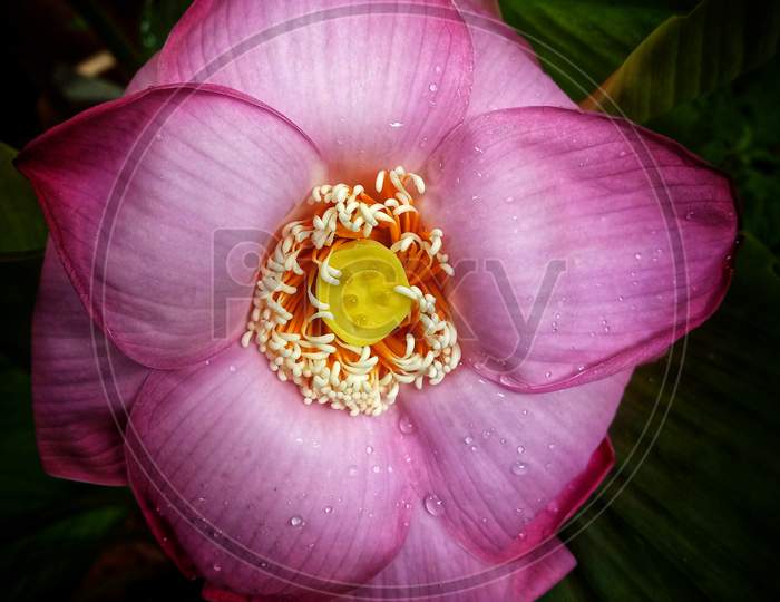 Morning Beauty of Lotus flower in rain