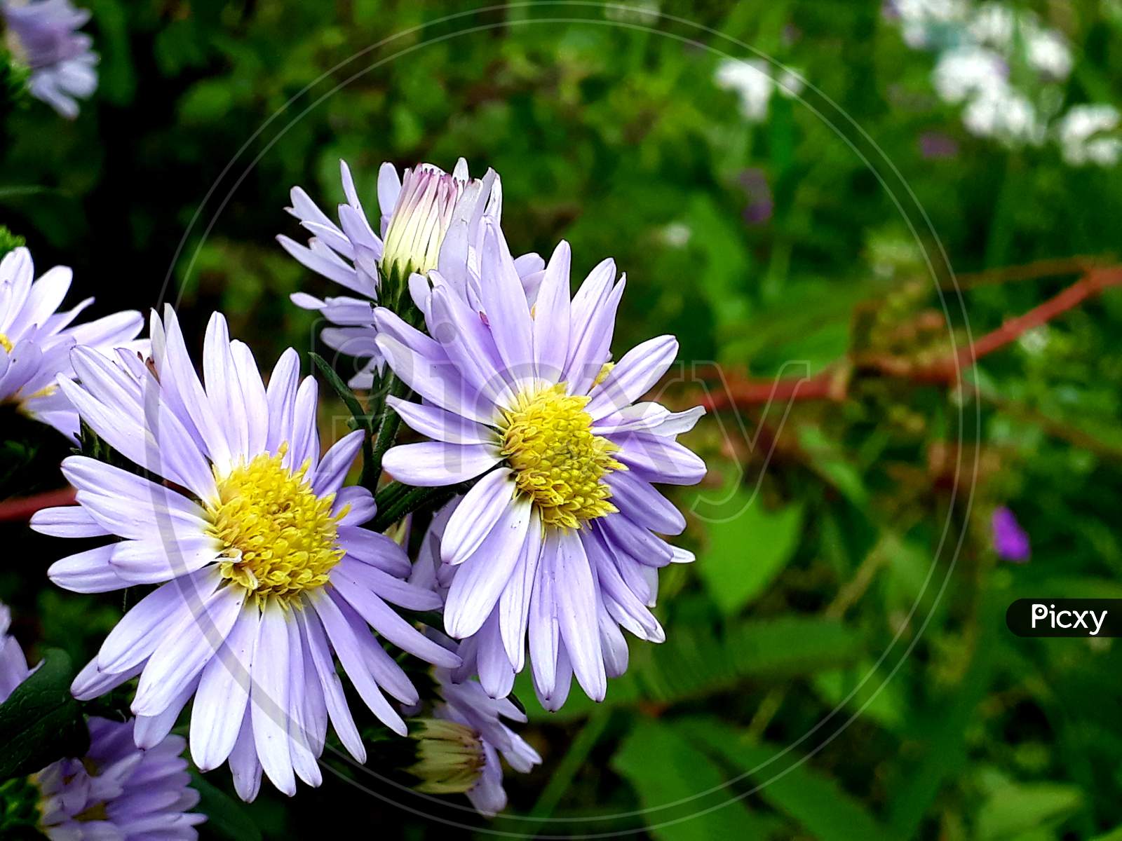Aster flowers plant and green background